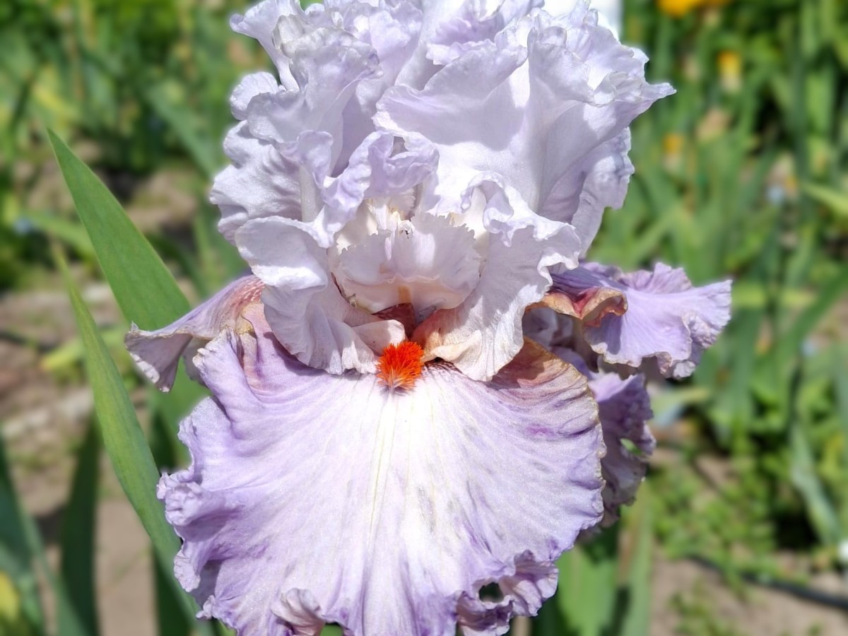 Unsere erste Iris-Registrierung!