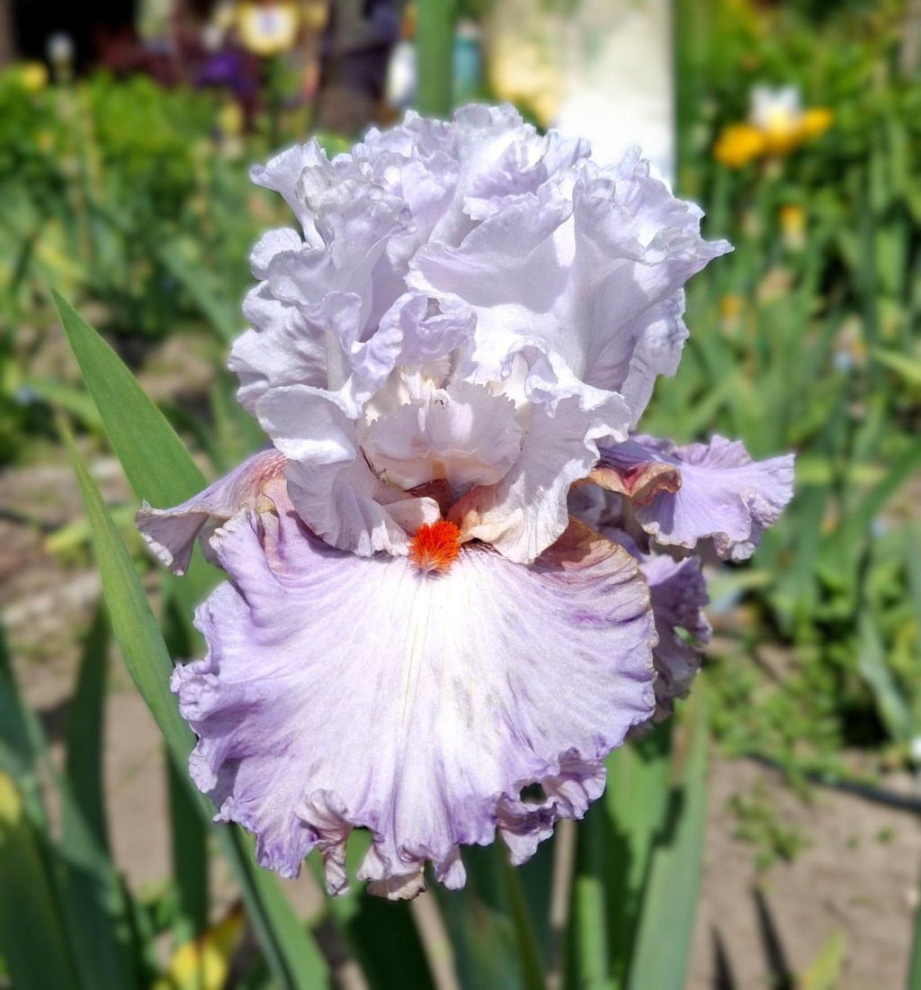 Unsere erste Iris-Registrierung!