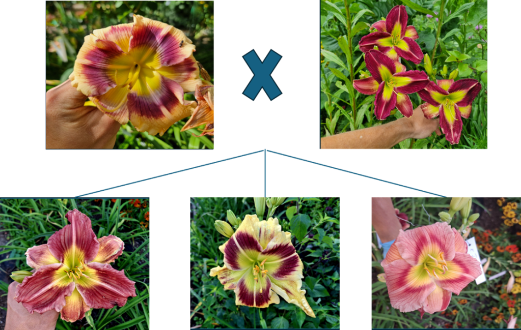 Die Freuden des Hybridisierens von&nbsp;Taglilien